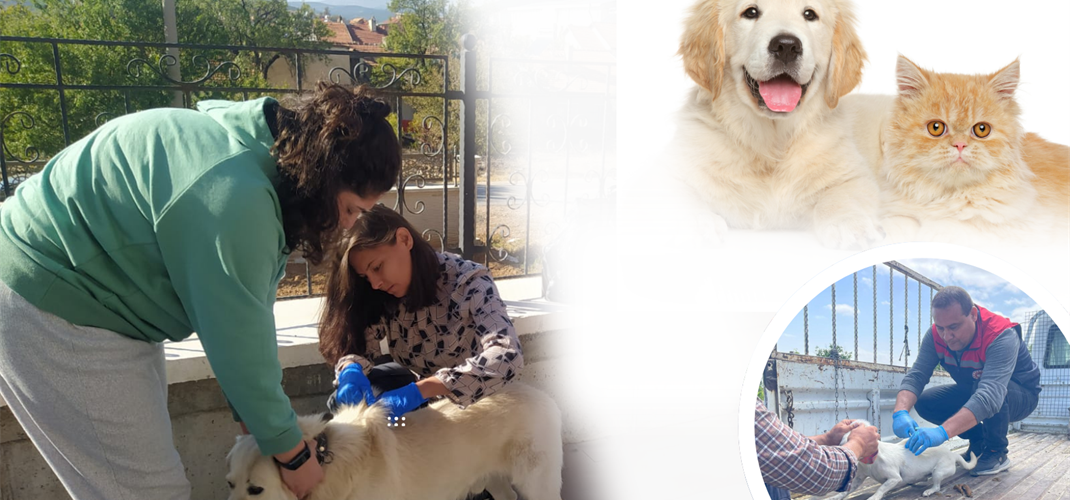 Kedi ve Köpeklerde Dijital Kimliklendirme İçin Son Tarih Yaklaşıyor!