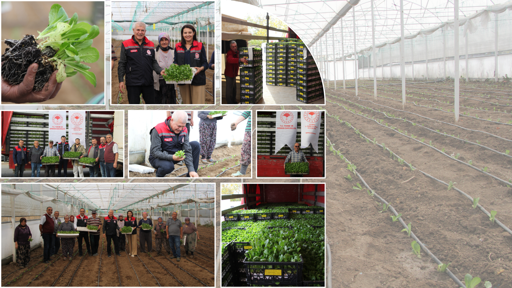 Üretimde Büyük Hamle: Isparta’da 343 Bin 500 Marul Fidesi Dağıtıldı!