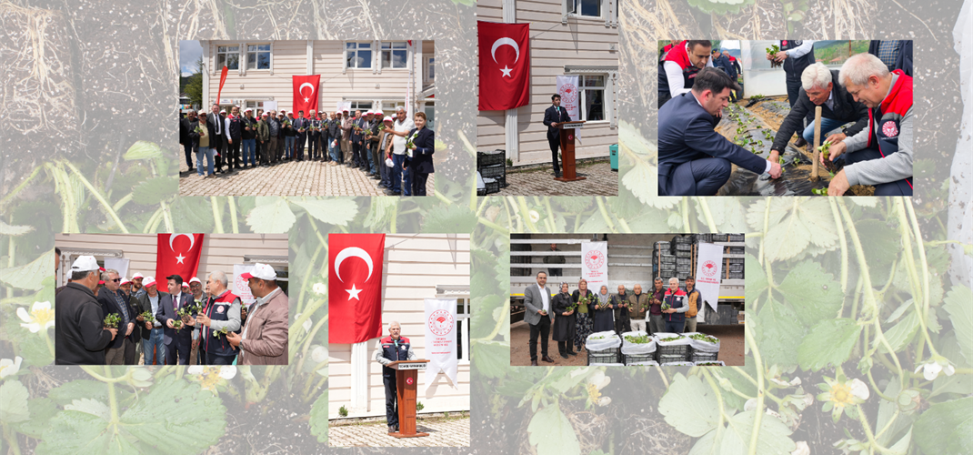 Aksu’da Çilek Üretimi Yeniden Canlanıyor