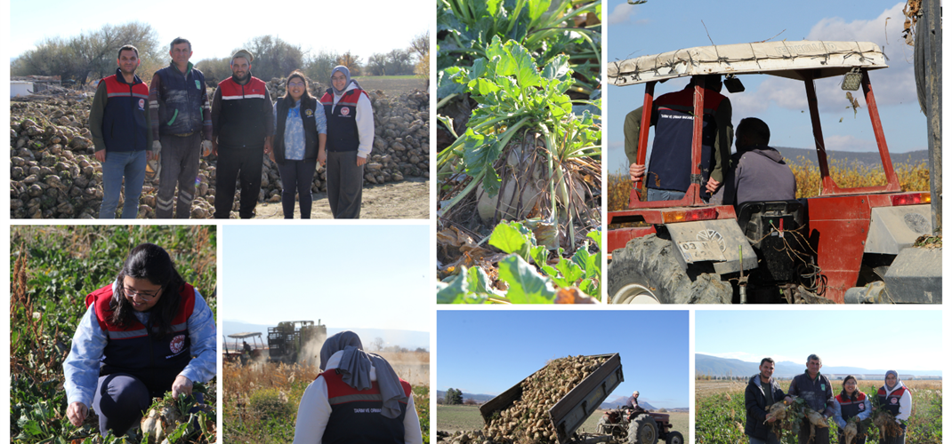 Gönen İlçesinde Şeker Pancarı Hasadı Devam Ediyor