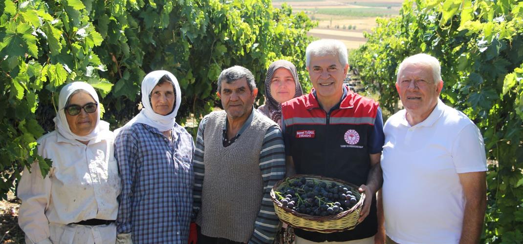 Isparta’da Üzüm Hasadı Bereketle Devam Ediyor