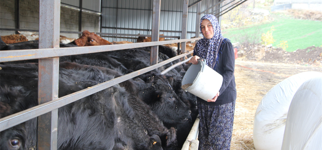 Kırsalda Bereket Büyüyor: Gebe Düve Desteği Üreticimize Güç Katıyor