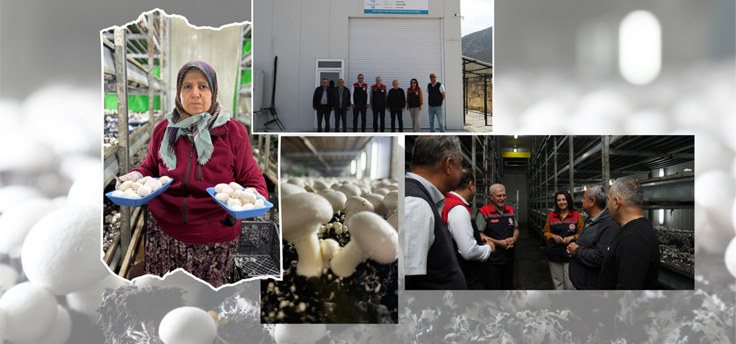 Modern Mantar Üretimine Yakından Destek